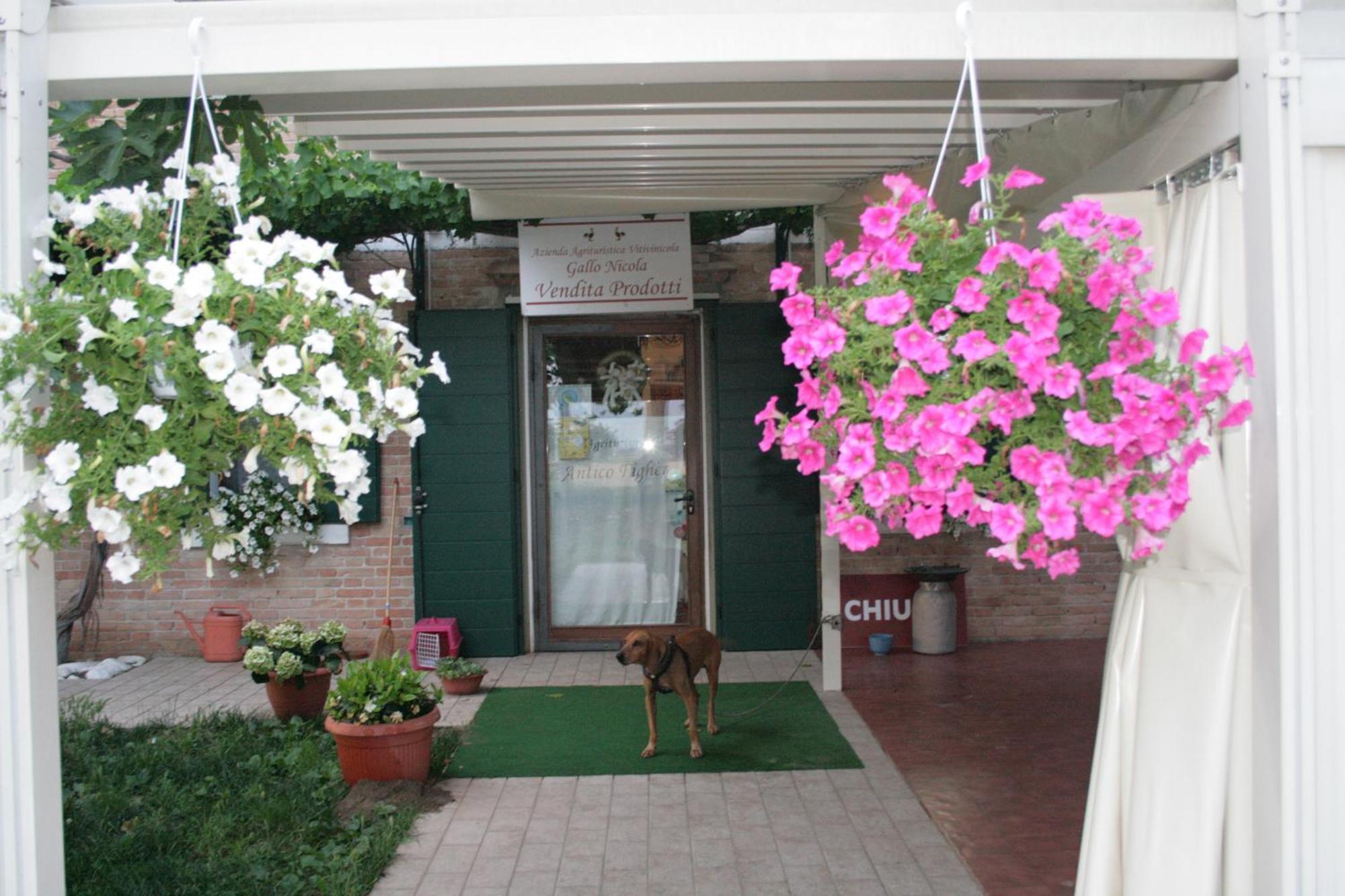 Locanda Antico Figher Villa Musile di Piave Eksteriør billede